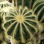 Parodia magnifica Ліст