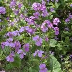 Orychophragmus violaceus Flor