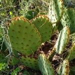 Opuntia aciculata Folio