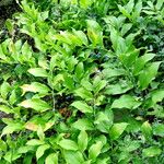 Polygonatum latifolium অভ্যাস