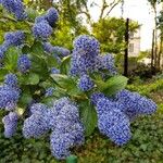 Ceanothus arboreus Λουλούδι