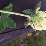Trifolium ochroleucon Kvet