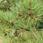 Pinus muricata Hoja