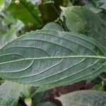 Strobilanthes cystolithigera Leaf