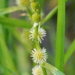 Sparganium emersum Fula