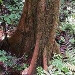 Pseudopiptadenia psilostachya Kabuk