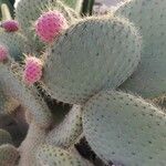 Opuntia leucotricha Blatt