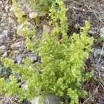 Galium maritimum Habit