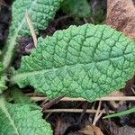 Primula vulgaris Leaf