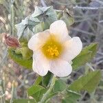 Sida rhombifolia Blüte