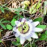 Passiflora caeruleaÇiçek