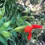 Mimulus cardinalis Flor