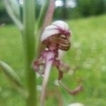 Himantoglossum adriaticum Flower