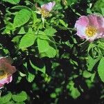 Rosa rubiginosa Květ