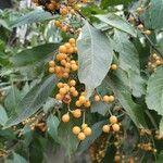 Ehretia tinifolia Fruit