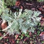 Lavandula pinnata Leaf