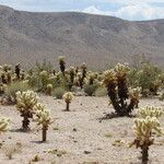 Cylindropuntia bigelovii Habitus