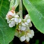 Begonia egregia Maua