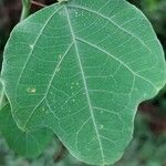 Adenia cissampeloides Leaf