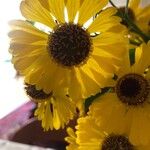 Helenium autumnale Квітка