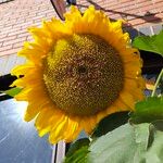 Helianthus annuusFlower