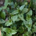 Lysimachia arvensis Blatt