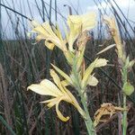 Canna glauca Kukka