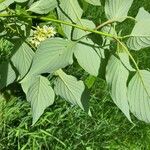 Cornus alternifolia Yaprak