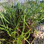 Bulbine frutescens Feuille