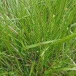 Brachypodium pinnatum Feuille