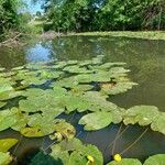 Nuphar lutea Levél