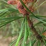 Pinus koraiensis अन्य