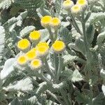 Tanacetum densum Цветок