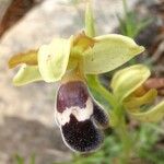 Ophrys omegaifera Flower