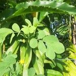 Cassia obtusifolia Leaf