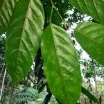 Minquartia guianensis Fuelha