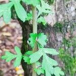 Crataegus mexicana