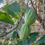 Araujia sericifera Fruit