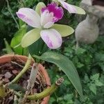 Cattleya loddigesii Blomst