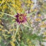 Tragopogon angustifolius 花