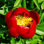 Paeonia peregrina Λουλούδι