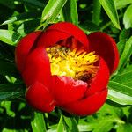 Paeonia peregrina പുഷ്പം