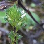 Euphrasia alpina Leaf