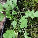 Papaver dubium Habit