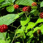 Rubus polonicus Plod