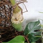 Monstera deliciosaFrucht