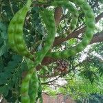 Adenanthera pavonina Fruit