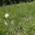 Eriophorum latifolium Květ