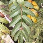 Sorbus aucupariaLevél