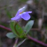 Bonnaya antipoda Celota